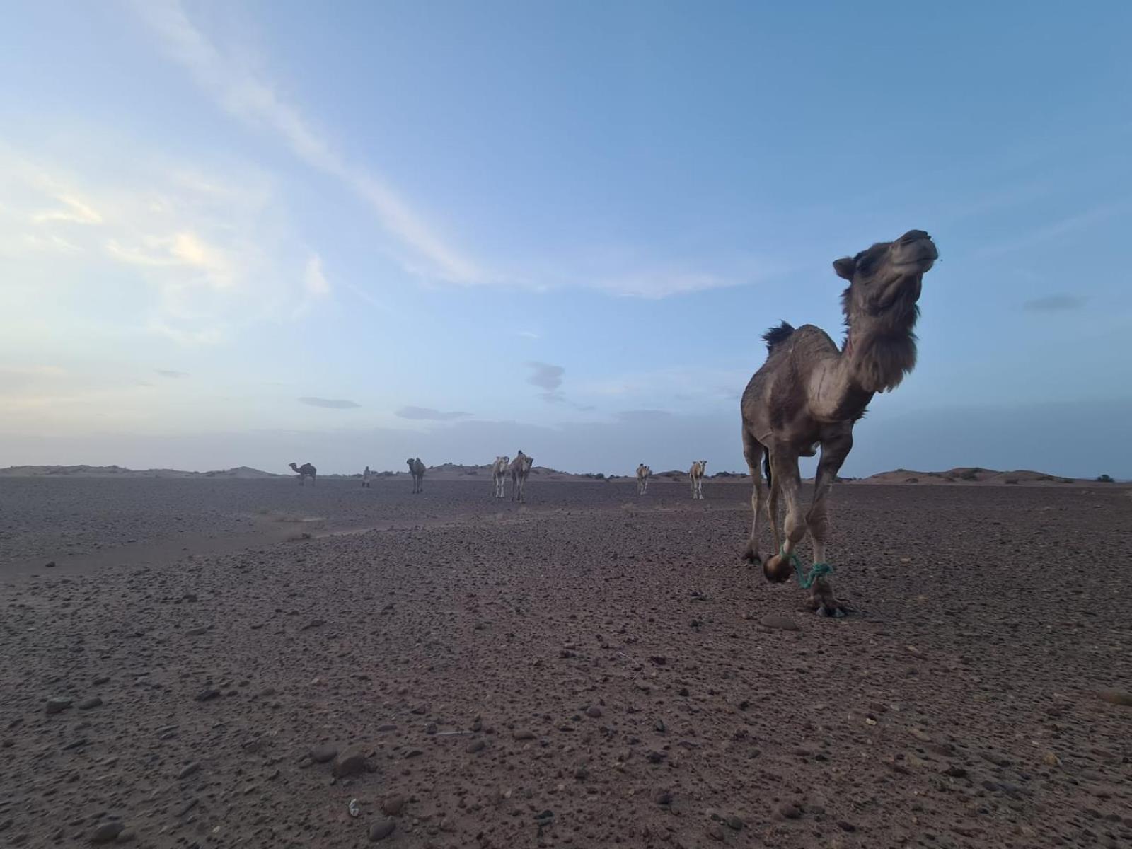Hotel Dar Sidi Bounou M'Hamid El Ghizlane Exterior foto